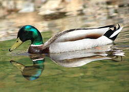 Canard colvert