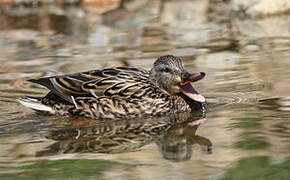 Canard colvert