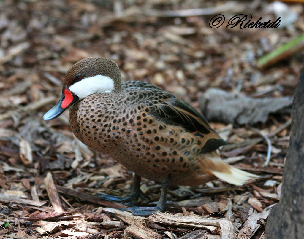 Canard des Bahamas