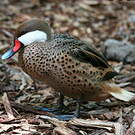 Canard des Bahamas