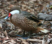 White-cheeked Pintail