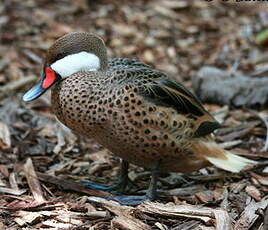 Canard des Bahamas