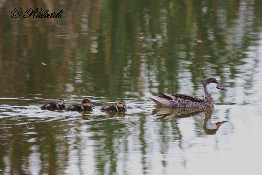 Canard des Bahamas