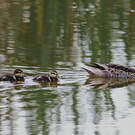 Canard des Bahamas