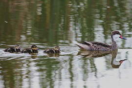 White-cheeked Pintail