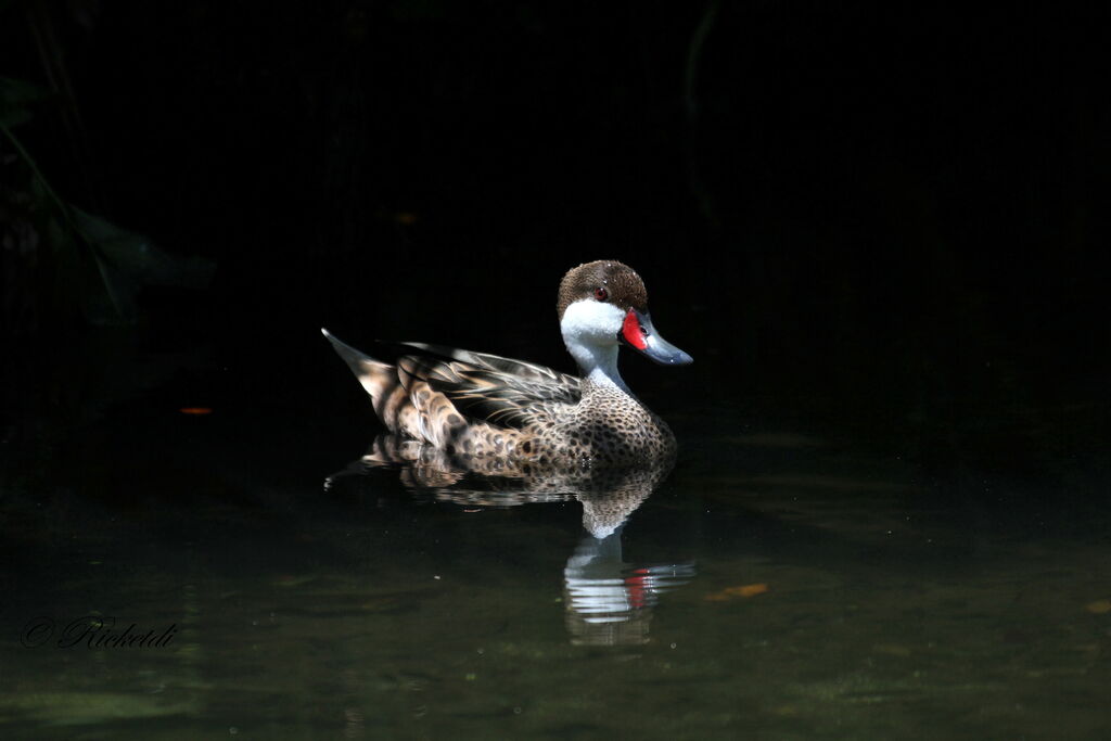 White-cheeked Pintail