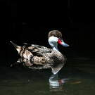 Canard des Bahamas