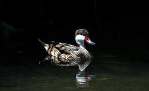 White-cheeked Pintail