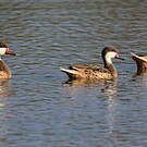 Canard des Bahamas