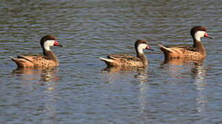 White-cheeked Pintail