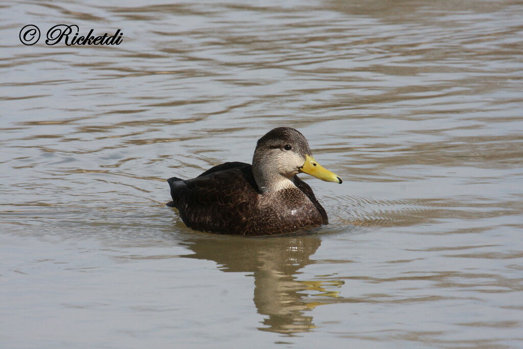 American Black Duck