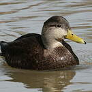 Canard noir