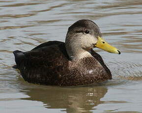 Canard noir