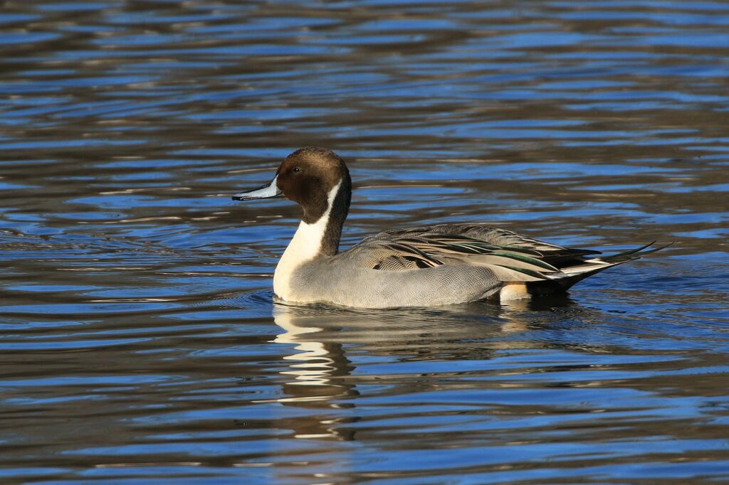 Canard pilet