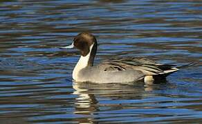 Northern Pintail