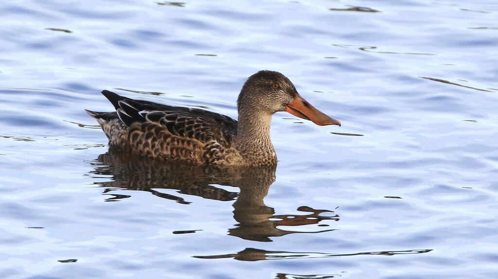 Canard souchet femelle