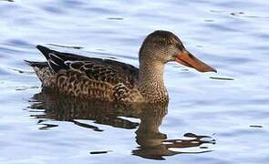 Northern Shoveler