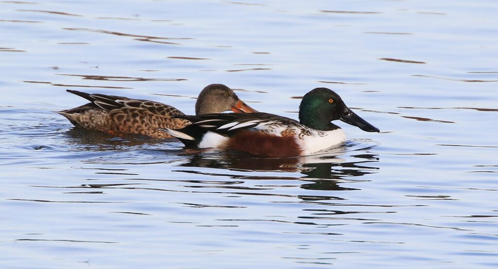 Northern Shoveleradult