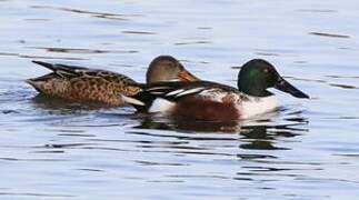 Northern Shoveler