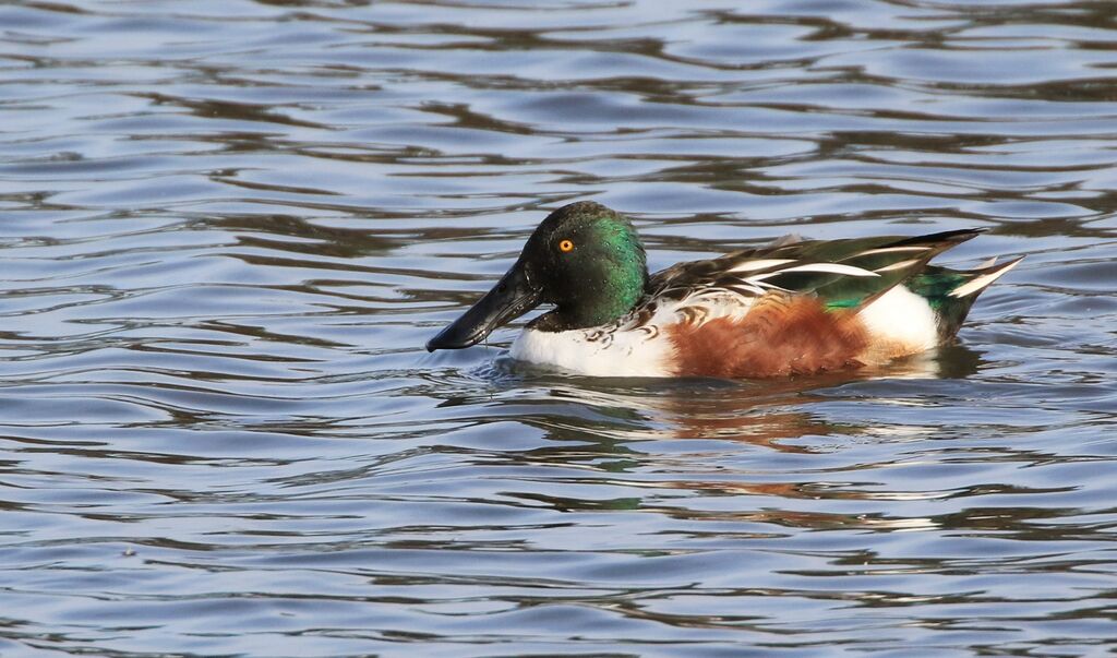 Canard souchet mâle