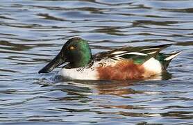 Northern Shoveler