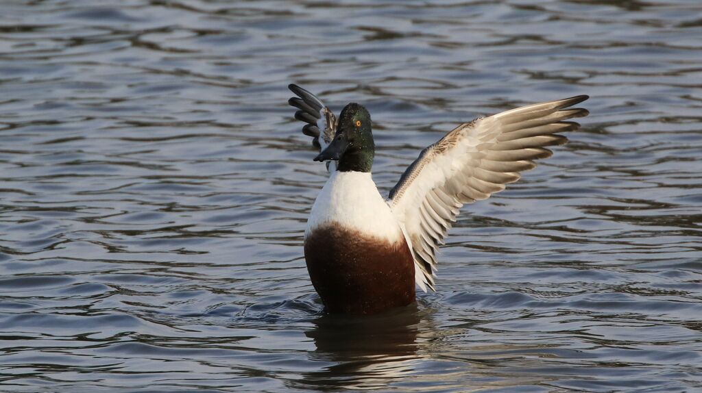 Canard souchet mâle