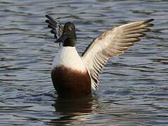 Canard souchet