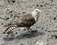 Yellow-headed Caracara