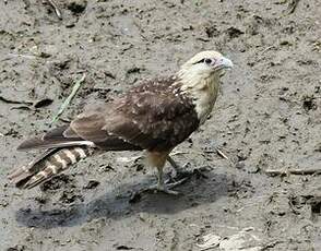 Caracara à tête jaune