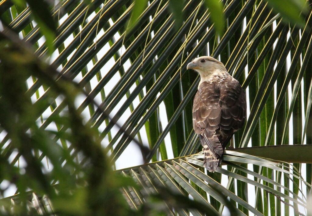 Caracara à tête jaune