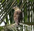 Caracara à tête jaune