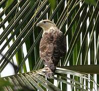 Yellow-headed Caracara