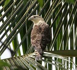 Caracara à tête jaune