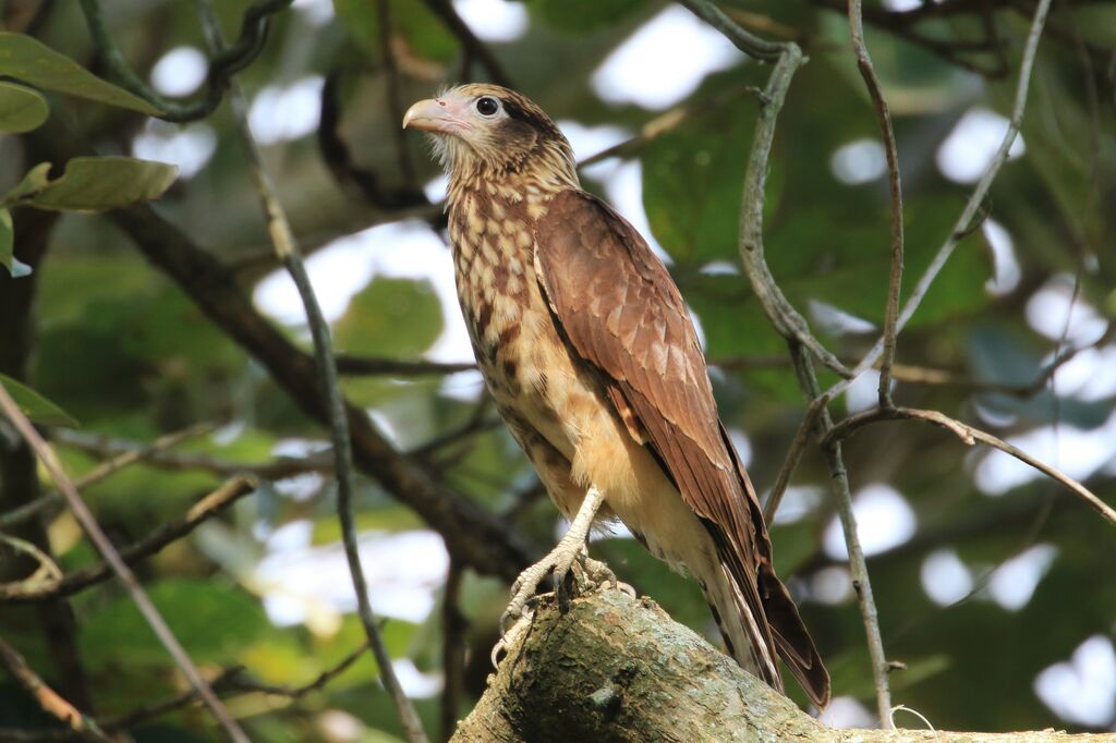 Caracara à tête jaunejuvénile