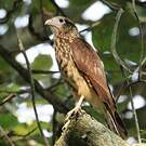 Caracara à tête jaune