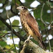 Yellow-headed Caracara