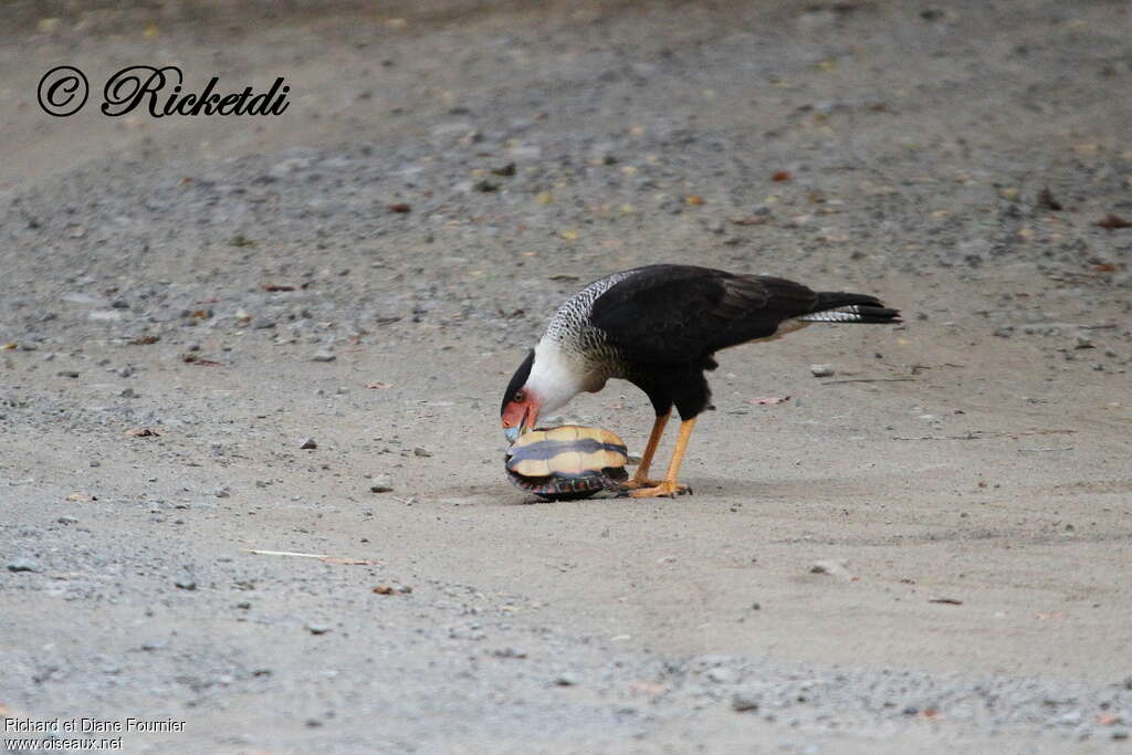 Caracara du Nordadulte, régime, mange