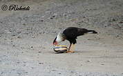 Caracara du Nord