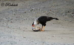 Crested Caracara (cheriway)