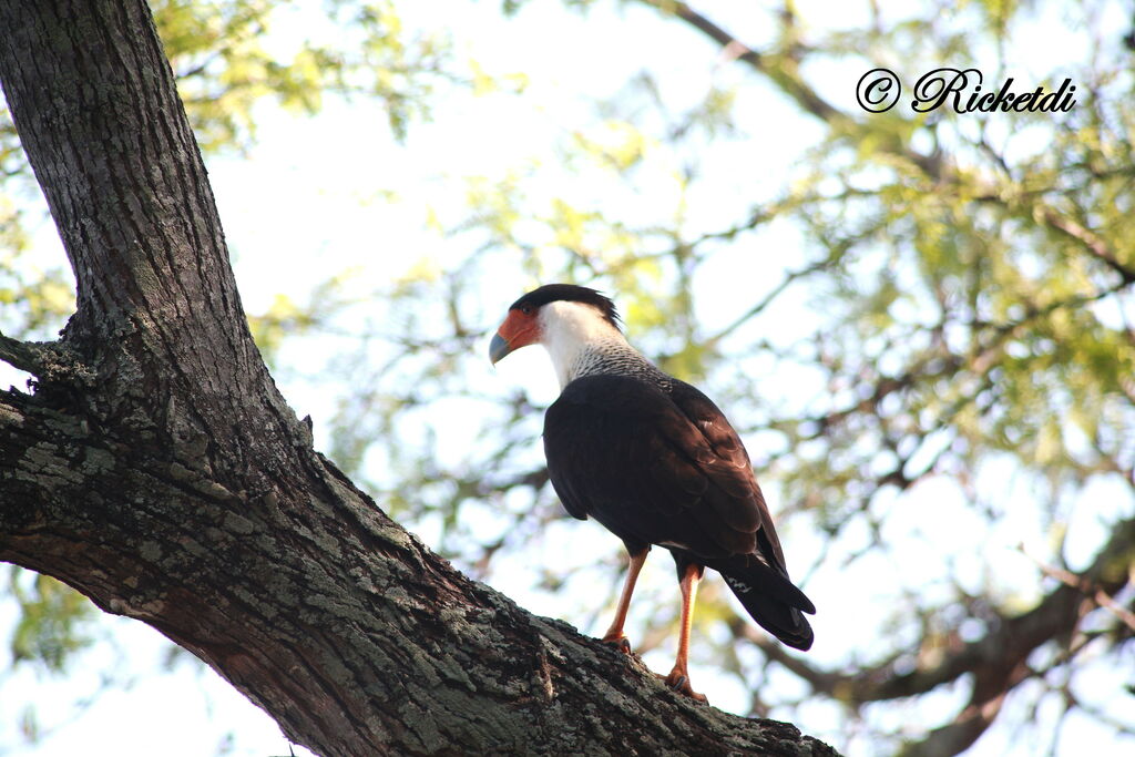 Northern Crested Caracara