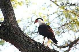 Northern Crested Caracara