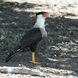 Caracara du Nord