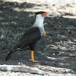 Caracara du Nord