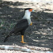 Northern Crested Caracara