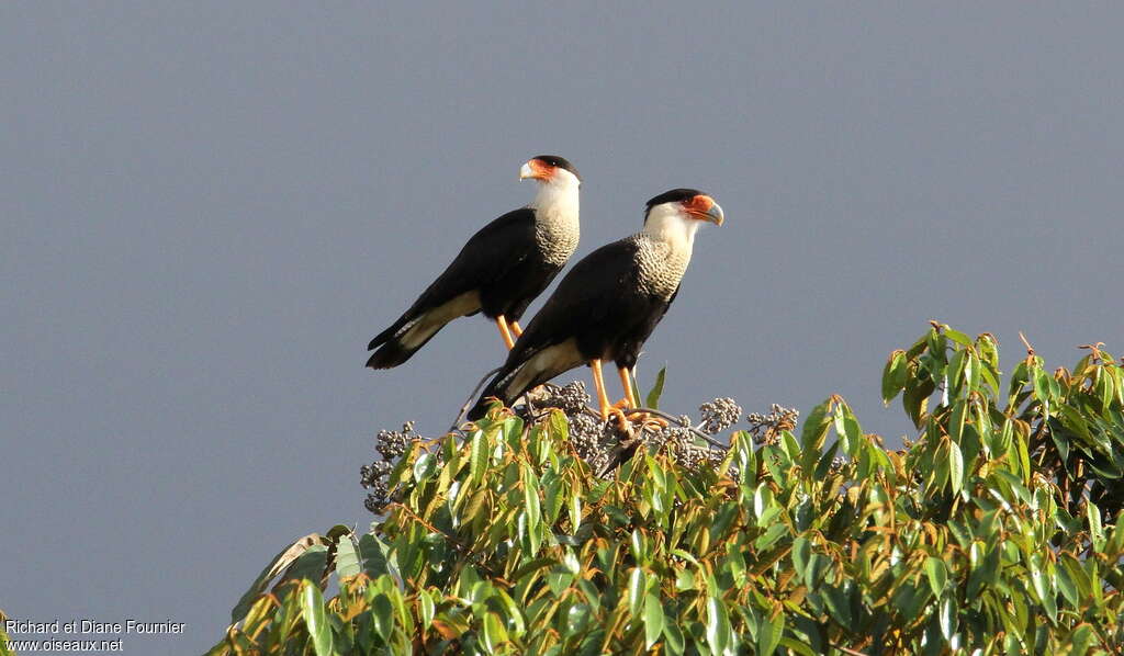 Caracara du Nordadulte, habitat, pigmentation