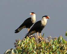 Northern Crested Caracara