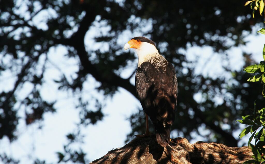 Crested Caracara (cheriway)