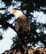 Crested Caracara (cheriway)