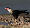 Caracara du Nord