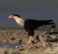 Crested Caracara (cheriway)